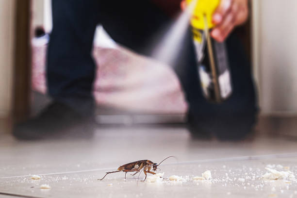 Best Affordable Pest Control Services  in Rochester, NH