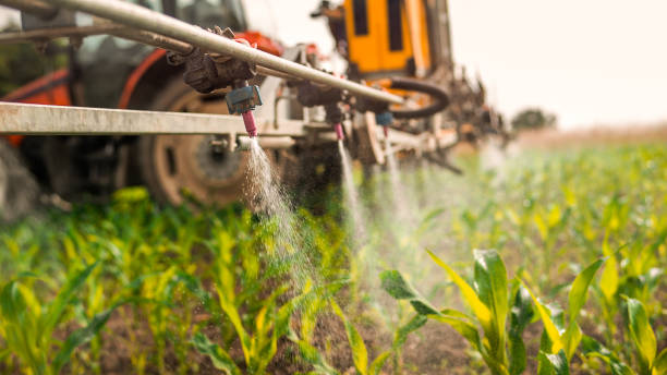 Best Ant Control Services  in Rochester, NH
